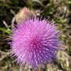 Cirsium horridulum II 3-22-23