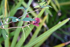 Macroptilium lathyroides  10-8-25