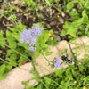 BLUE MISTFLOWER or TROPICAL WHITEWEED