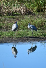 Sandhill Cranes 11-18-25