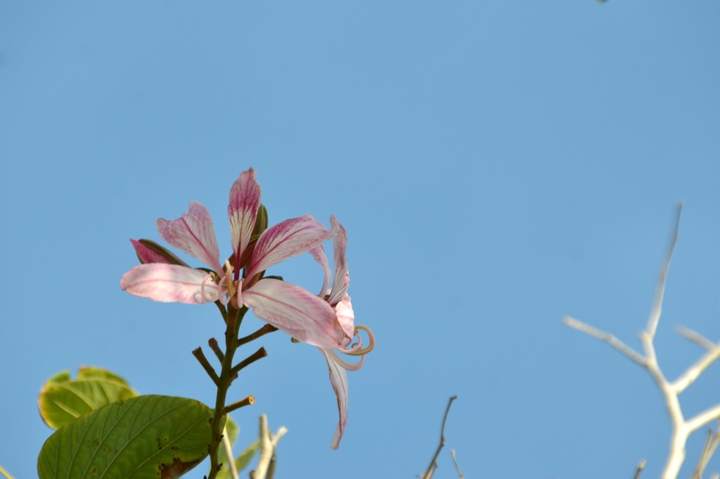 Purple Orchid Tree I 12-7-23