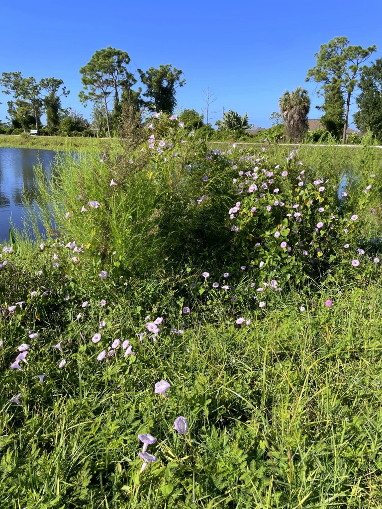 by the Pond 10-8-25