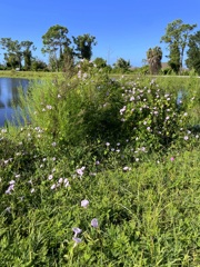 by the Pond 10-8-25