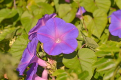 Ipomoea indica III 12-8-22