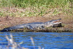American Alligator 10-15-25