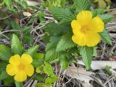 Yellow Alders 1-5-23