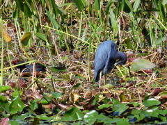 Little Blue Heron and American Coot