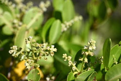 White Mangrove  6-26-25