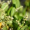 White Mangrove  6-26-25