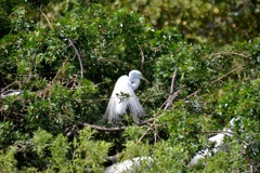 Great Egrets No2 3-5-24