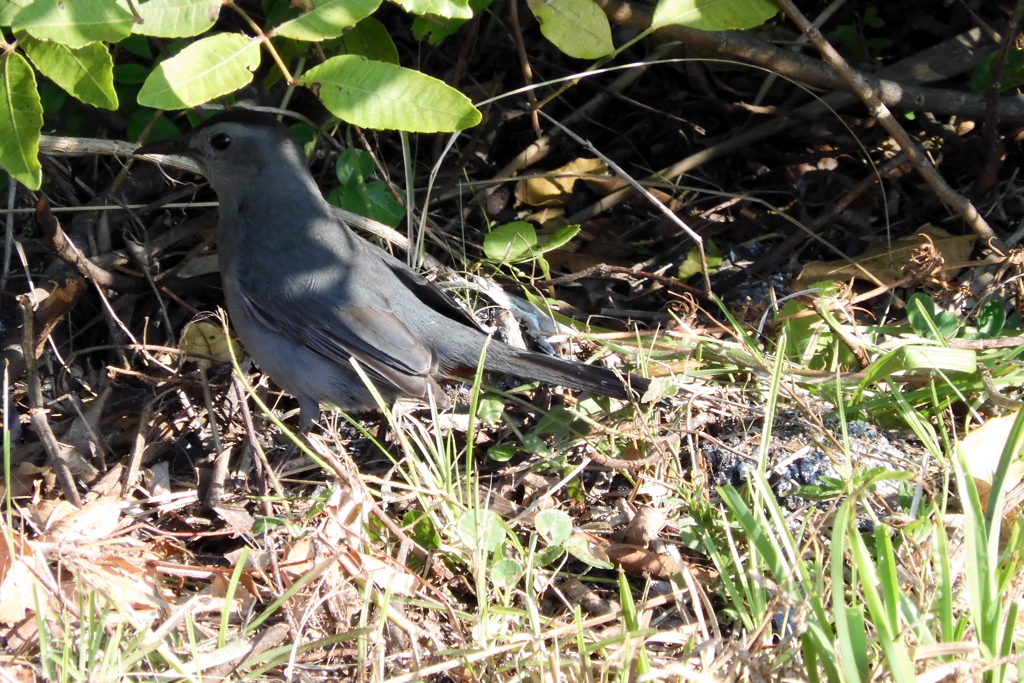 Gray Catbird 3-28-23