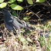 Gray Catbird 3-28-23