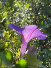 Morning Glory IV 4-6-23