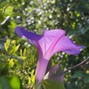 Morning Glory IV 4-6-23