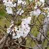 153 桜 2024-4-17