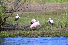 Platalea ajaja  10-15-25
