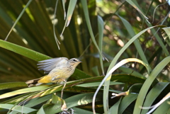 飛ぶよ　11-18-25