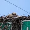Owlet 2-4-24