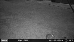 今夜もうさぎ　11-22-25