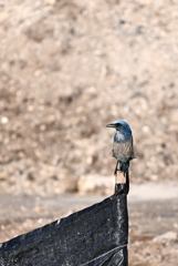 Florida Scrub Jay I 11-8-24