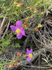 West Indian Meadowbeauty 8-5-23