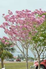 Pink Trumpet Tree VI 2-11-23