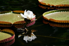 Giant Amazon Water Lily 7-17-25
