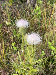 Bull Thistle No3 3-29-23