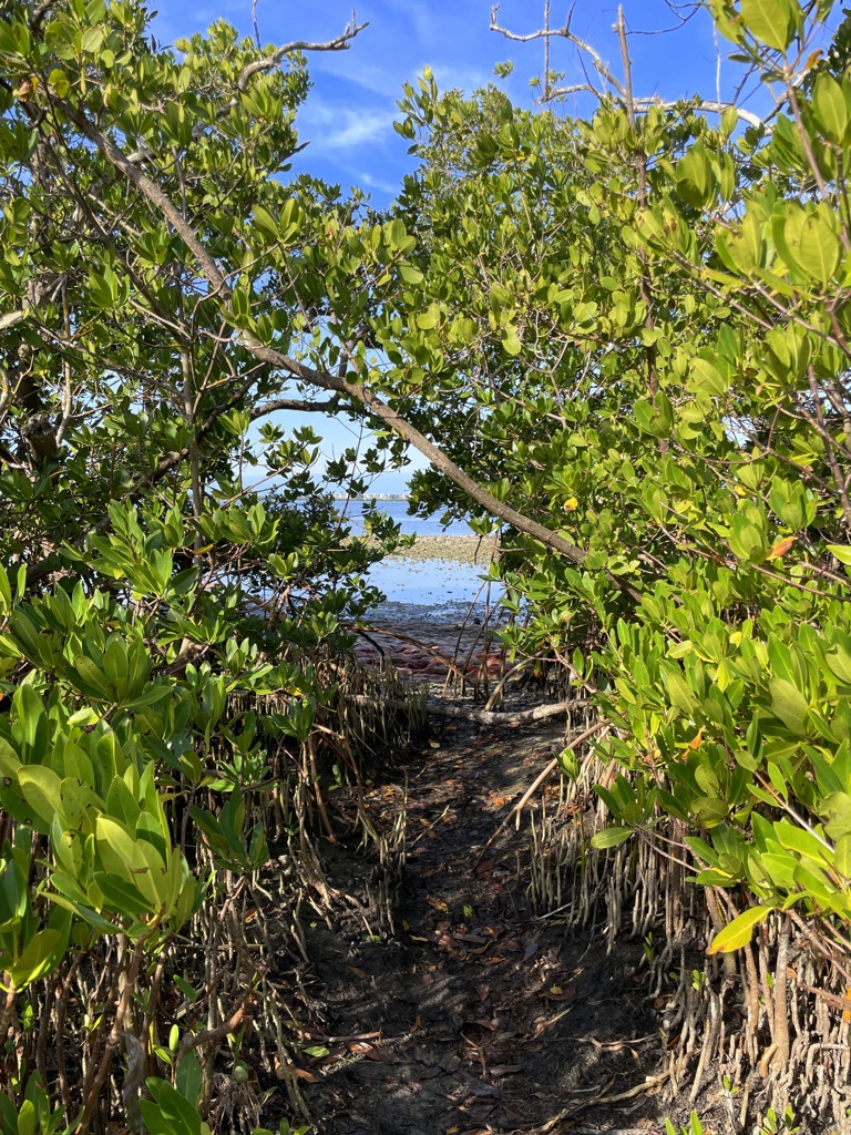 乾季のたのしみ　1-18-26