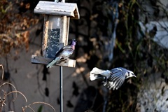 Blue Jay flew 10-18-24