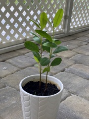 Growing White Mangrove 3-5-25