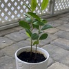 Growing White Mangrove 3-5-25