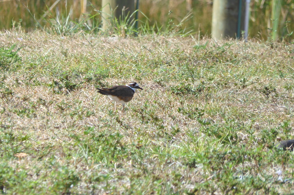 Killdeer 5-11-23