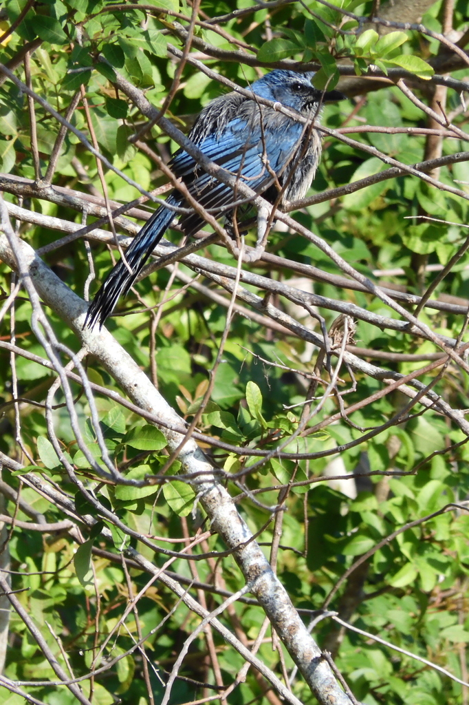 Florida Scrub Jay 4-26-23