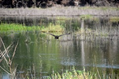 Limpkin III 1-2-23