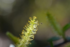 Coastal Plain Willow III 2-4-25