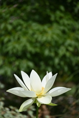 White Lotus 7-17-25