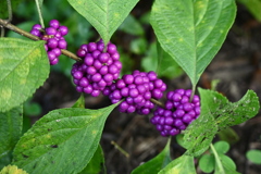 American Beautyberry I 8-20-25