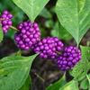 American Beautyberry I 8-20-25