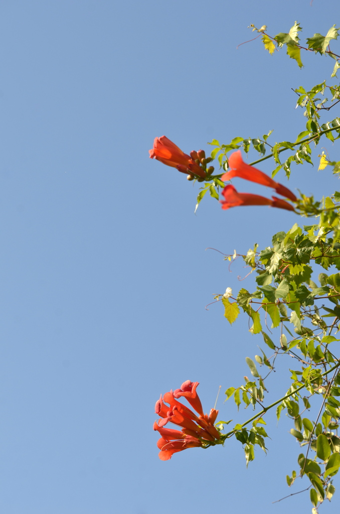 Trumpet Vine 5-30-22