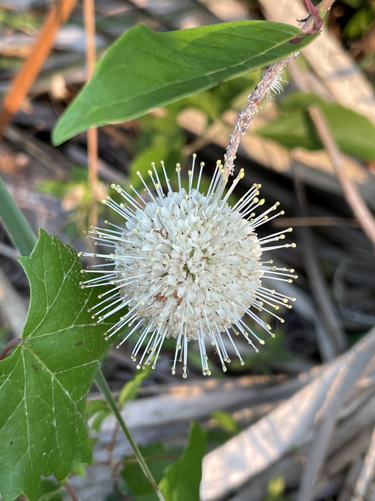 Cephalanthus occidentalis 5-9-23