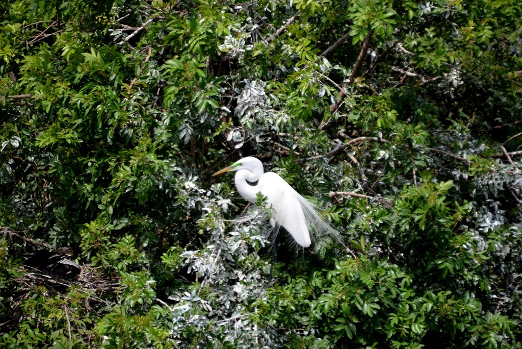 Great Egret Thinking 3-5-24