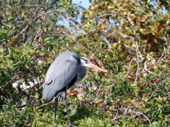 Great Blue Heron 1-24-23