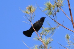 Red-Winged Blackbird IV 10-28-23