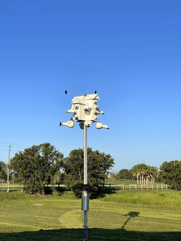 Purple Martin Condo 6-27-23