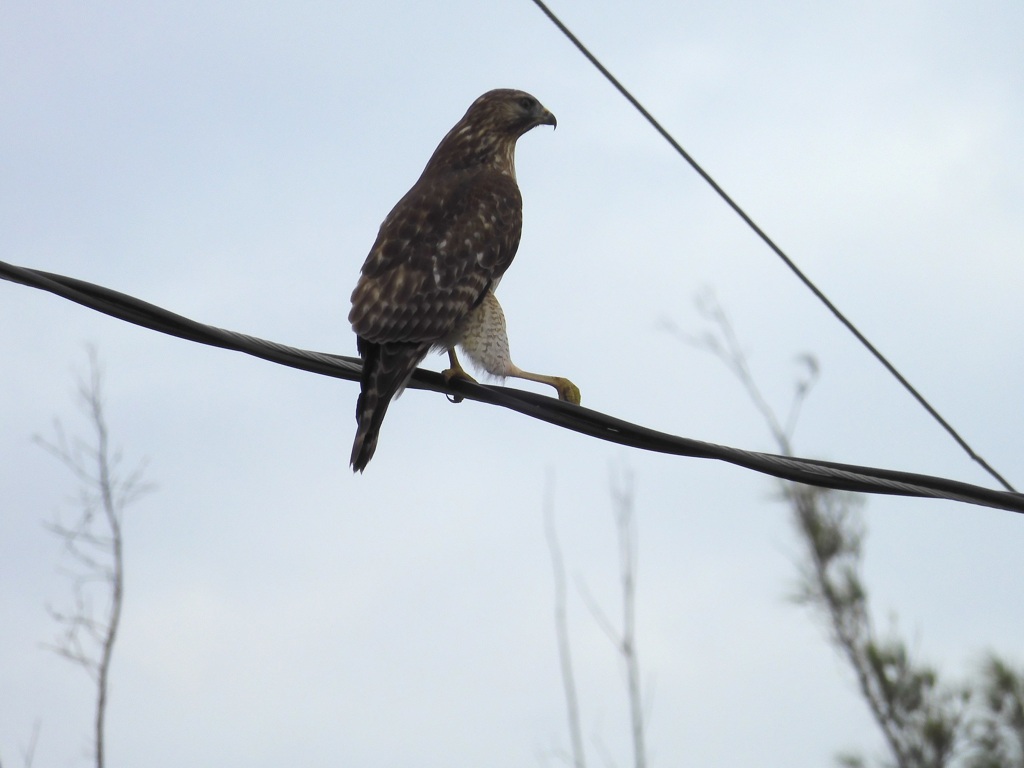 Red Shoulder Hawk I 11-26-23