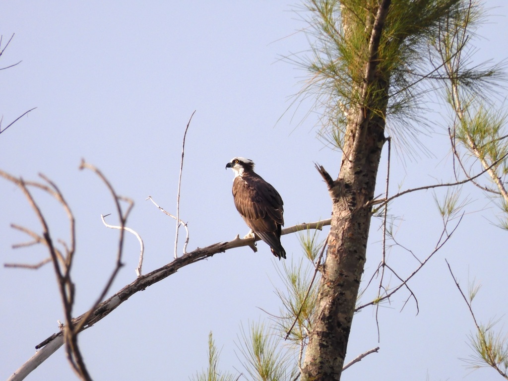 Osprey I 9-26-23