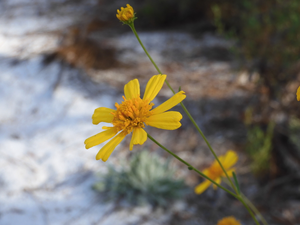 Coastalplain Honeycombhead II 1-4-23
