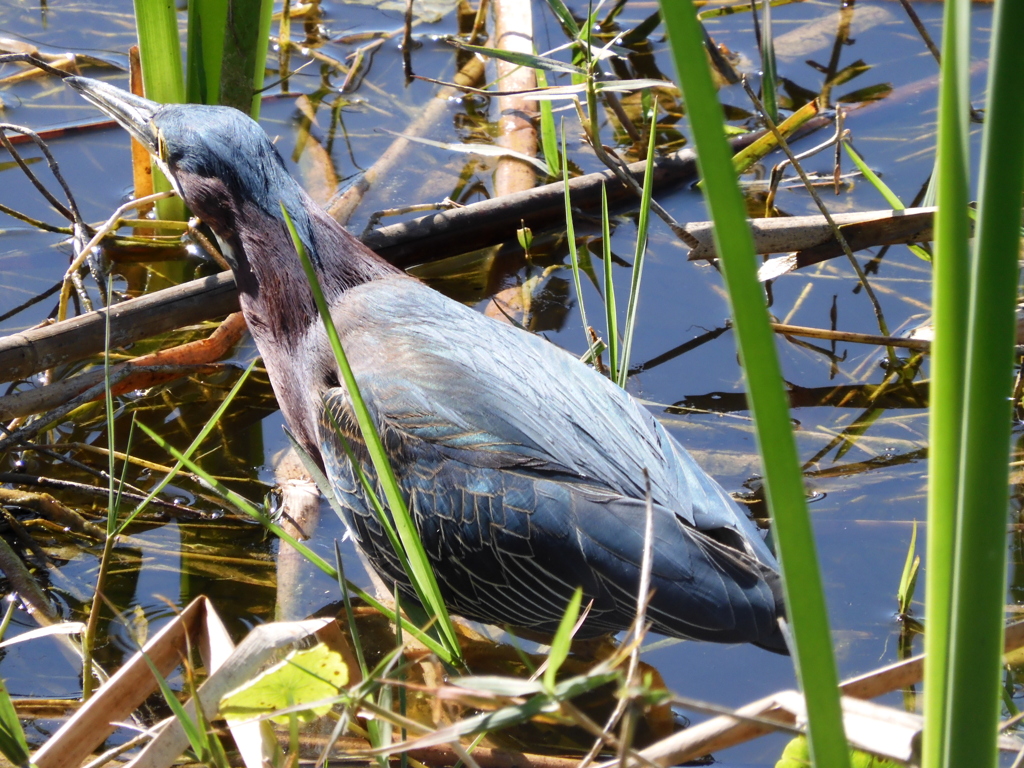 Green Heron I 2-9-23