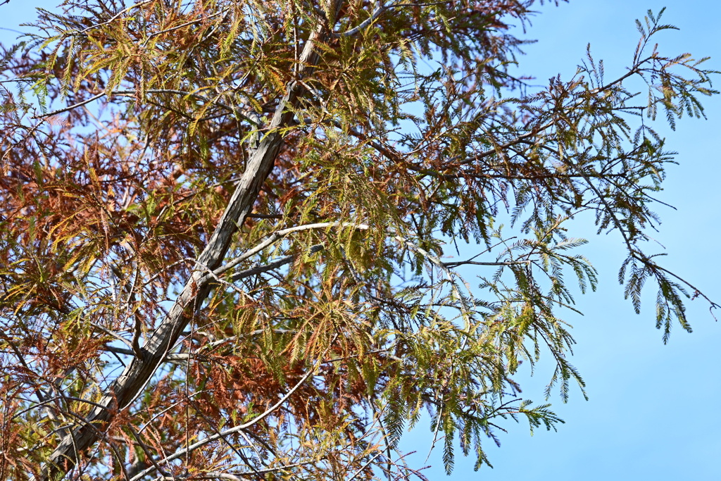 Leaves I 2-4-25